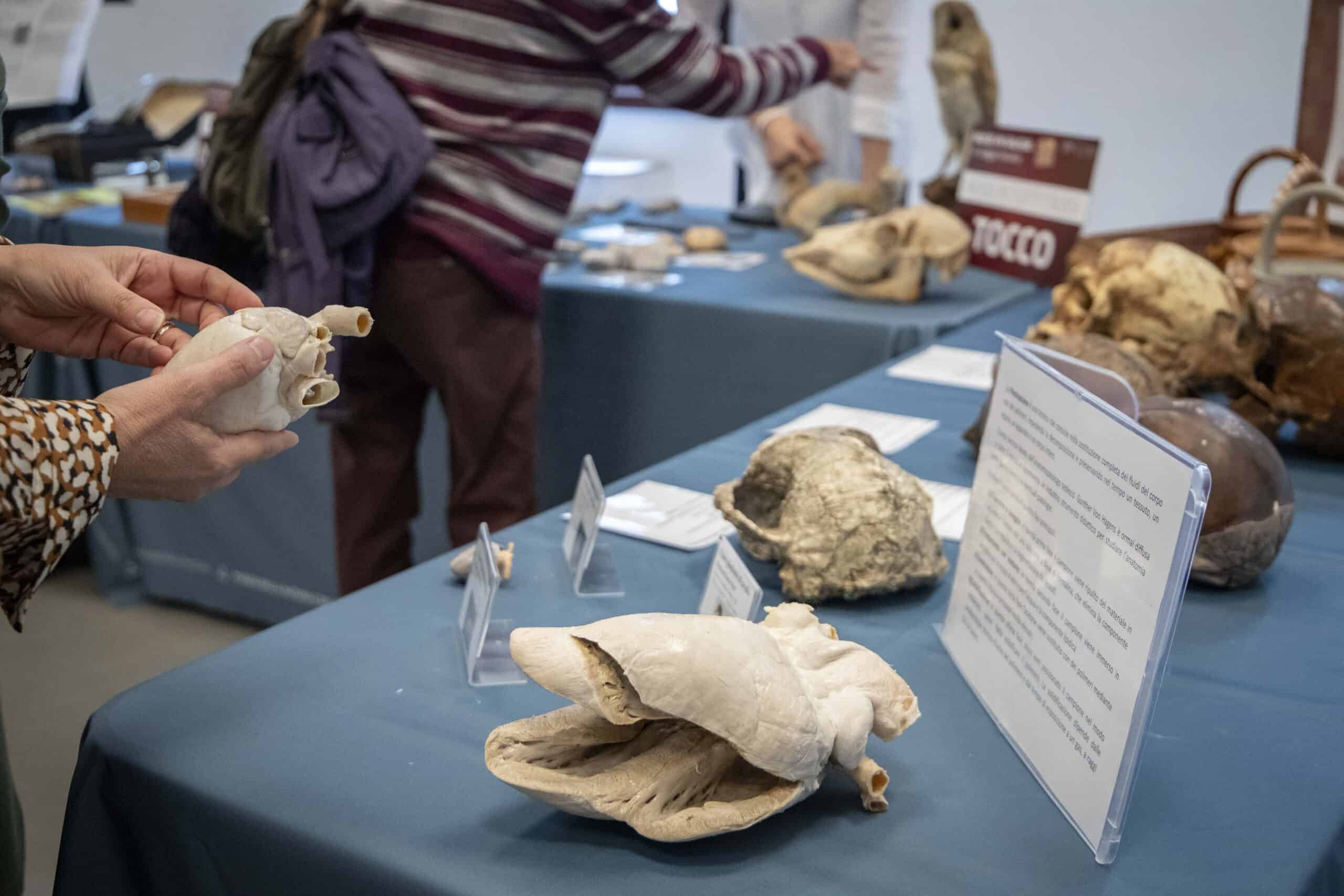 Nel museo di Anatomia alcuni visitatori tengono tra le mani dei calchi d'organo.